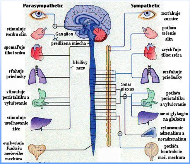 vegetativny-nervovy-system